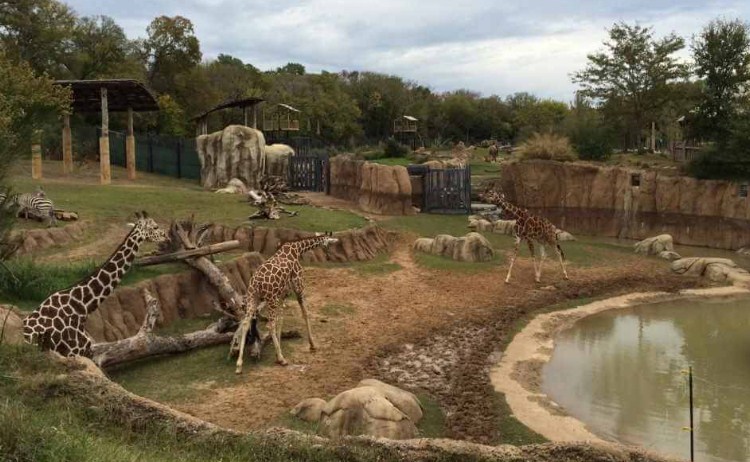 RIL to set up world’s largest zoo in Gujarat